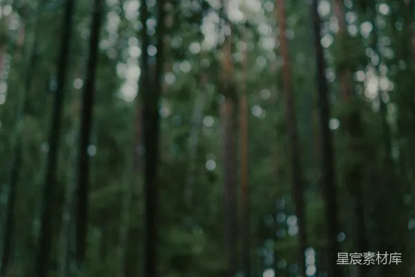 高清摄影 一条两旁高大树木的森林小径。