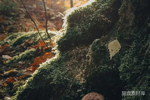 高清摄影 一块长满青苔的石头，上面有一个洞。