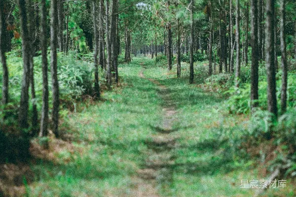 高清摄影 白天的绿草和树木