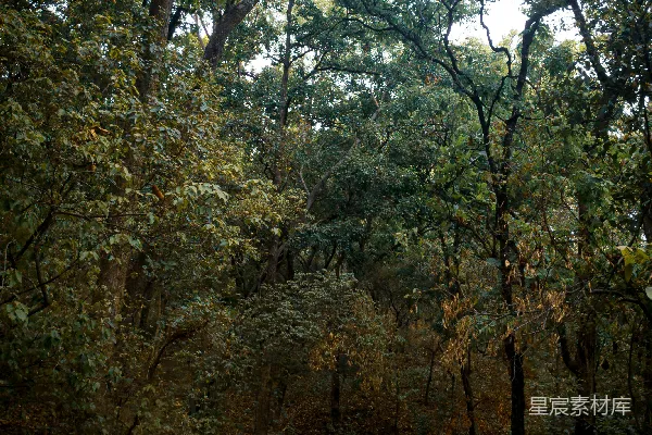 高清摄影 一条穿过森林的小路