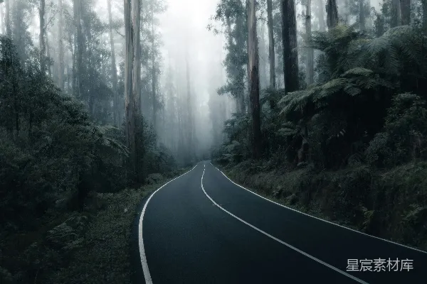 高清摄影 白天间，绿色树木间的灰色混凝土道路