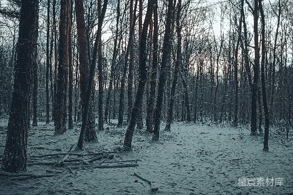 高清摄影 一条穿过白雪覆盖的森林的小径，森林里有许多树木。