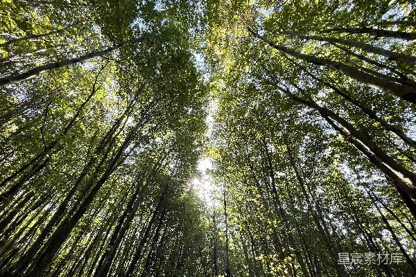 高清摄影 仰望竹林的树冠
