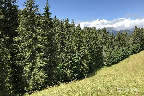 高清摄影 一片草地，背景中有树木和一座山。