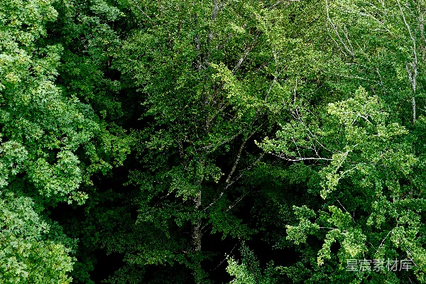 高清摄影 白天森林中的绿树