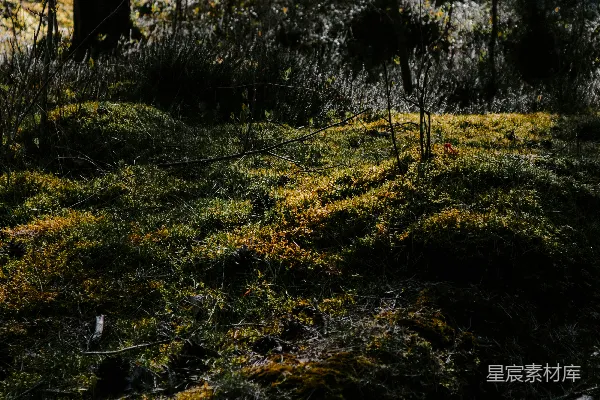高清摄影 一片草地，背景中有树木。