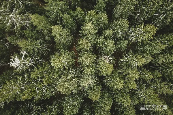 高清摄影 白天的绿植和红植