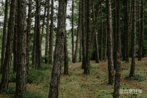高清摄影 几棵树木在草地上