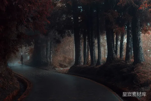 高清摄影 一个站在森林中间的道路上的人。