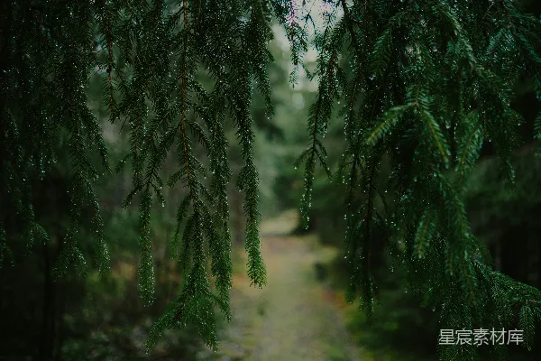 高清摄影 森林中的松枝上滴落的雨滴