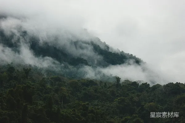 高清摄影 有雾的森林