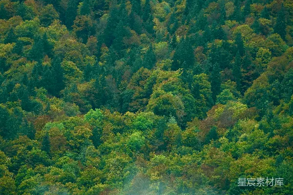 高清摄影 浓密的森林在雾气弥漫的山谷中展现出秋日的色彩。