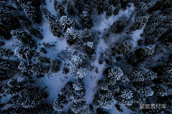 高清摄影 被雪覆盖的黑白树冠