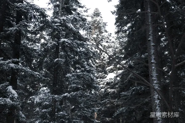 高清摄影 一片被白雪覆盖的高大树木繁多的森林