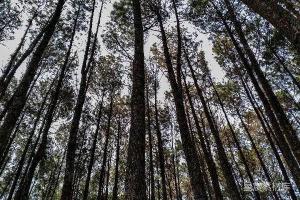 高清摄影 日间低角度拍摄绿色树木