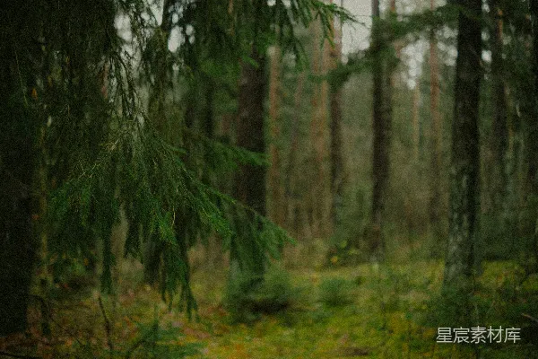 高清摄影 一片浓密的绿树林，高大的松树挺立其间。