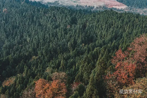 高清摄影 一片充满高大树木的森林