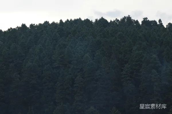 高清摄影 在多云的天空下，山坡上茂密的常青森林