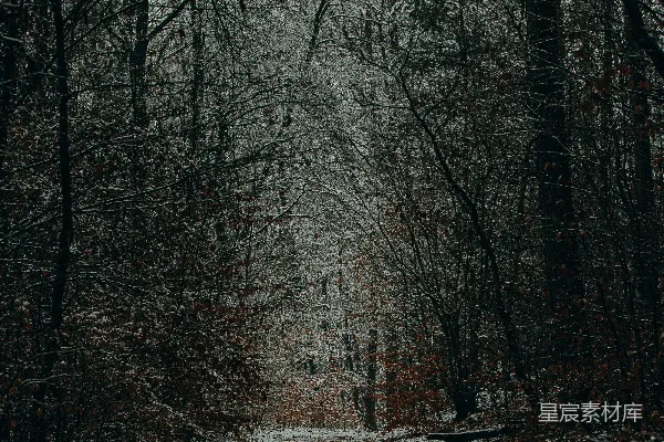 高清摄影 白天，棕色的光秃秃的树矗立在积雪覆盖的地面上。
