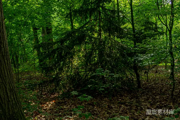 高清摄影 郁郁葱葱的森林，阳光透过树叶洒在覆盖着树叶的地面上。