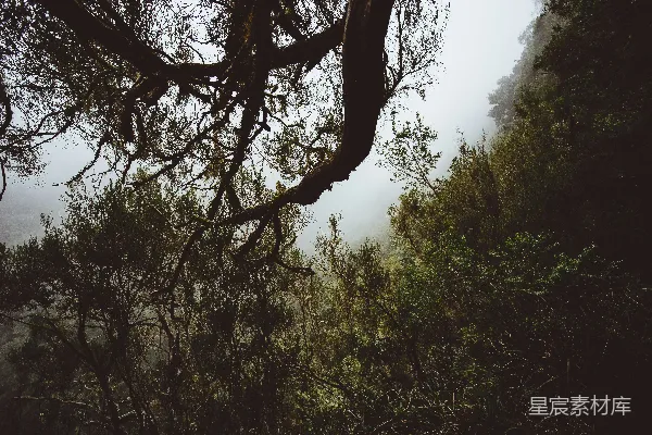 高清摄影 一棵多枝的树