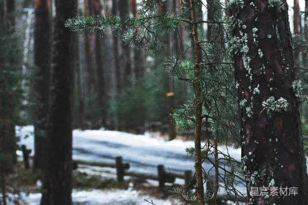 高清摄影 被雪覆盖的森林