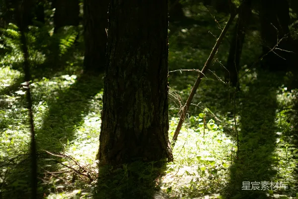 高清摄影 斑驳的阳光和阴影洒在黑暗的森林地面上。