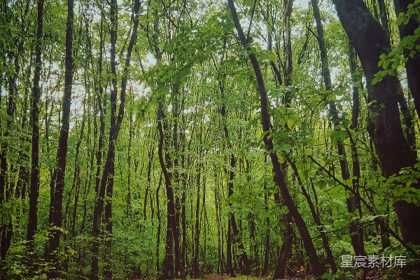 高清摄影 一条蜿蜒穿过高大绿树中的森林小径。