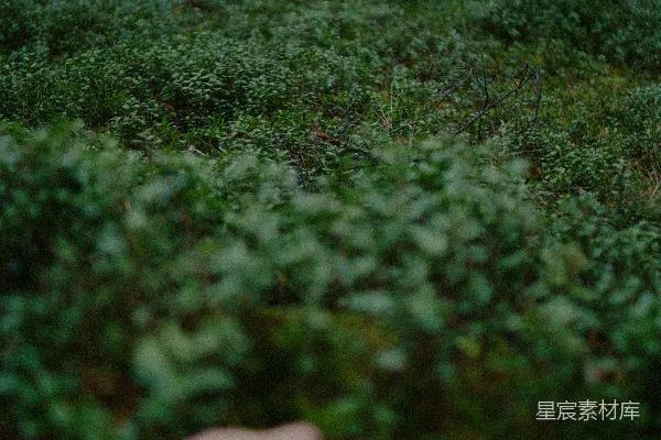 高清摄影 一只手伸向一片茂密的绿色森林