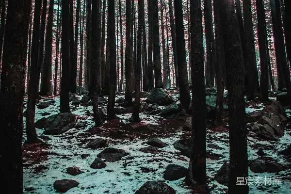 高清摄影 棕色木柱矗立在覆盖着积雪的地面上