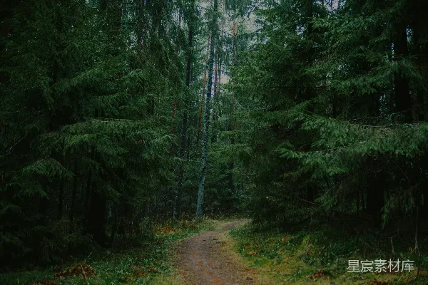高清摄影 一条泥泞的小路穿过茂密的绿色森林。