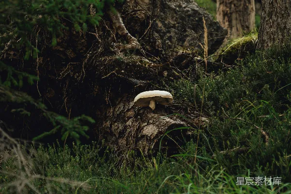 高清摄影 一根长满苔藓的树桩上长出一朵蘑菇。