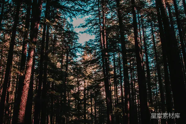 高清摄影 棕色的树木在蓝天下的白天场景