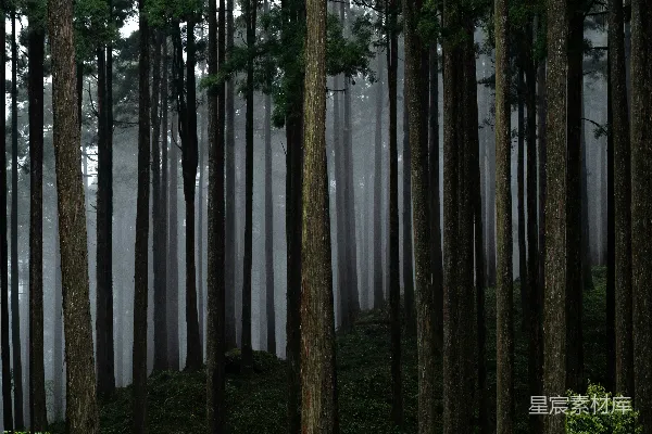 高清摄影 雾蒙蒙、黑暗的森林中高大的树木