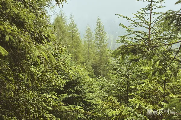 高清摄影 茂密的绿色森林，背景中弥漫着雾气。