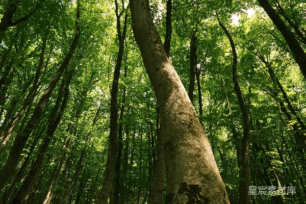 高清摄影 一片森林里的一棵大树