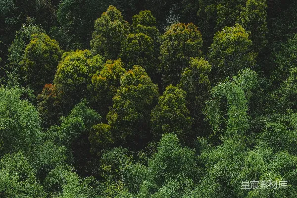 高清摄影 一片郁郁葱葱的森林，里面有很多树木。