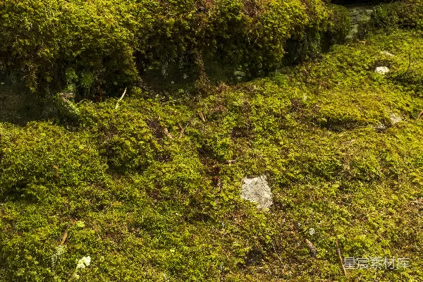 高清摄影 白天的绿色草地