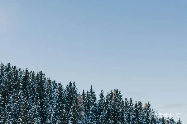 高清摄影 一群被雪覆盖的松树