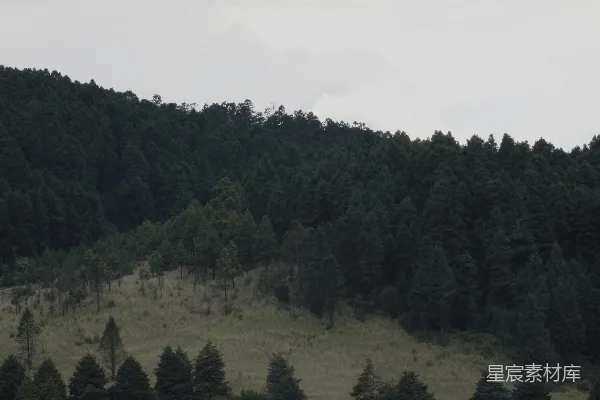 高清摄影 雾气缭绕的山腰常青密林