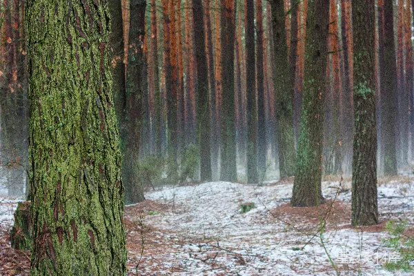 高清摄影 棕色的树木在白天覆盖着白雪的地面上。