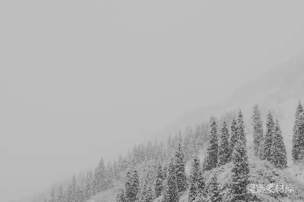 高清摄影 灰度照片中的树木覆盖着雪
