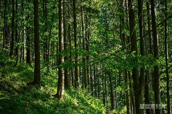 高清摄影 一条森林中央的小路，周围有很多树木。