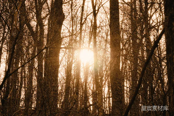 高清摄影 阳光透过树林照进森林中。
