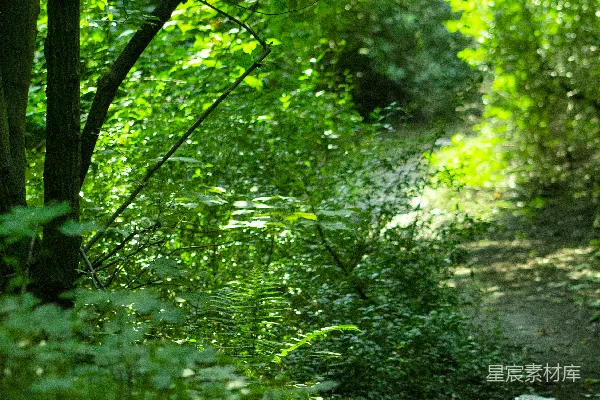 高清摄影 一条绿意盎然的森林中的小径