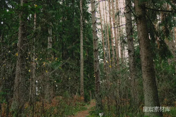 高清摄影 一条蜿蜒的土路穿过茂密的常绿森林。