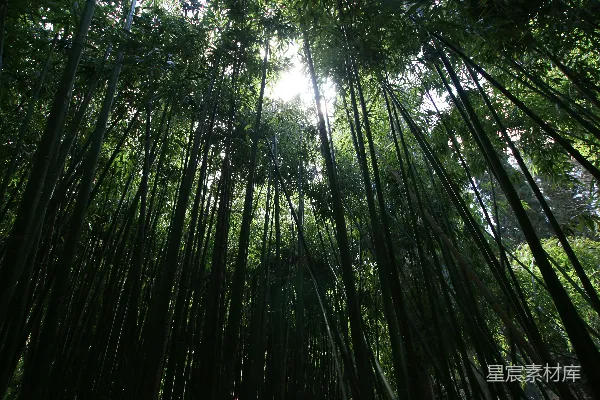 高清摄影 倾斜拍摄的高大树木照片