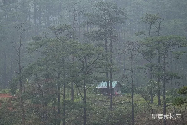 高清摄影 在雾蒙蒙的一天，小木屋隐匿在树林中。