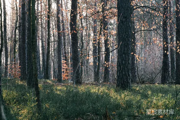 高清摄影 一片充满高大树木的森林