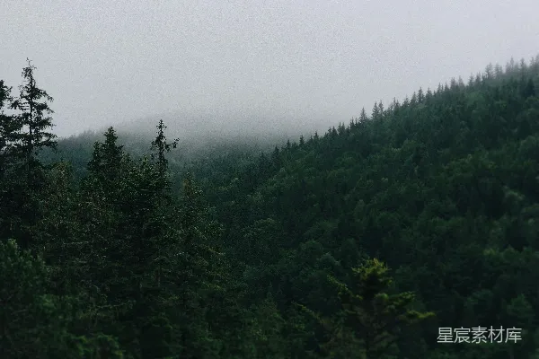 高清摄影 白天，白云下的绿树